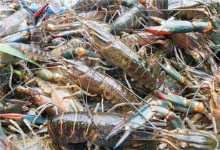 养殖技术 重庆鸿澳生态渔业 澳洲淡水龙虾